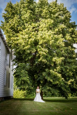 arbres nature mariage