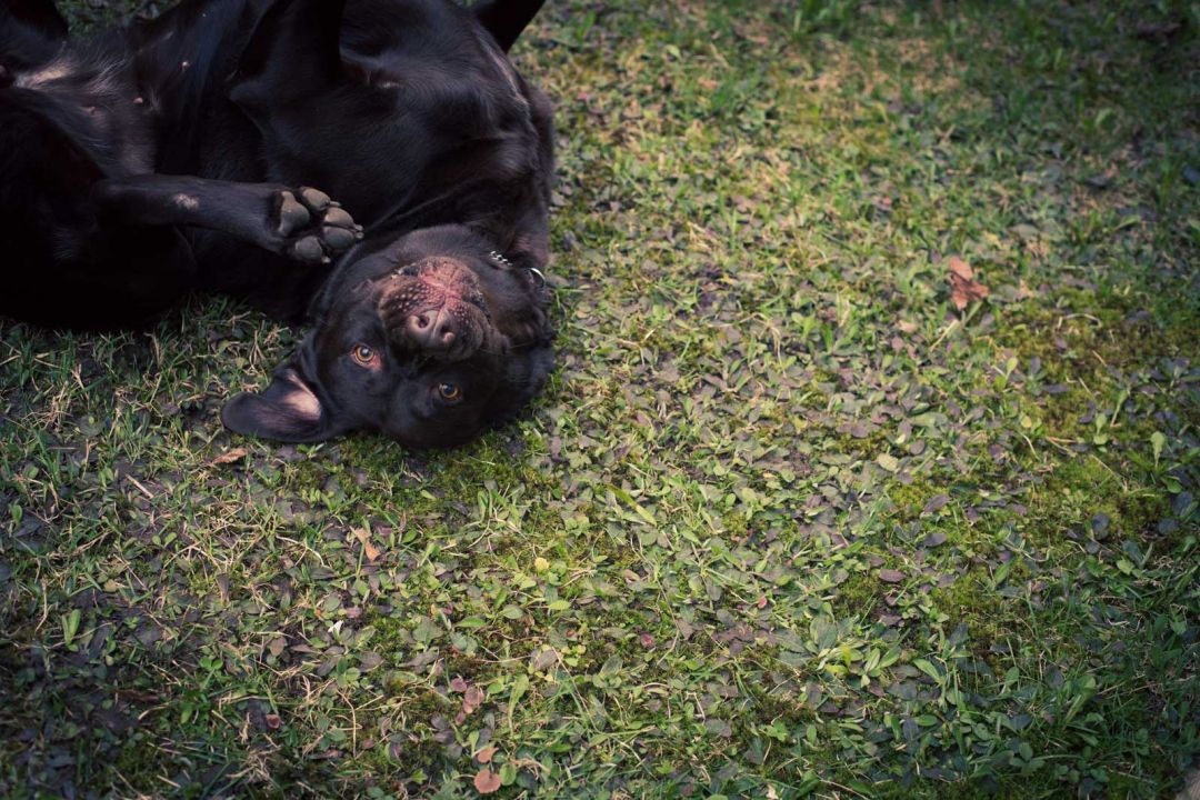 Photographie de chien